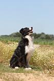 BORDER COLLIE 253